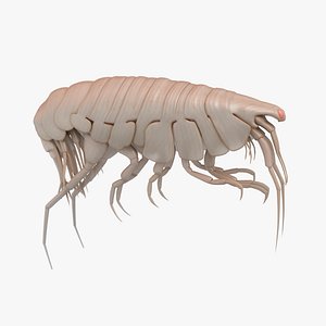Paraoediceros Amphipod