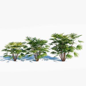 3D model Rhapis humilis a