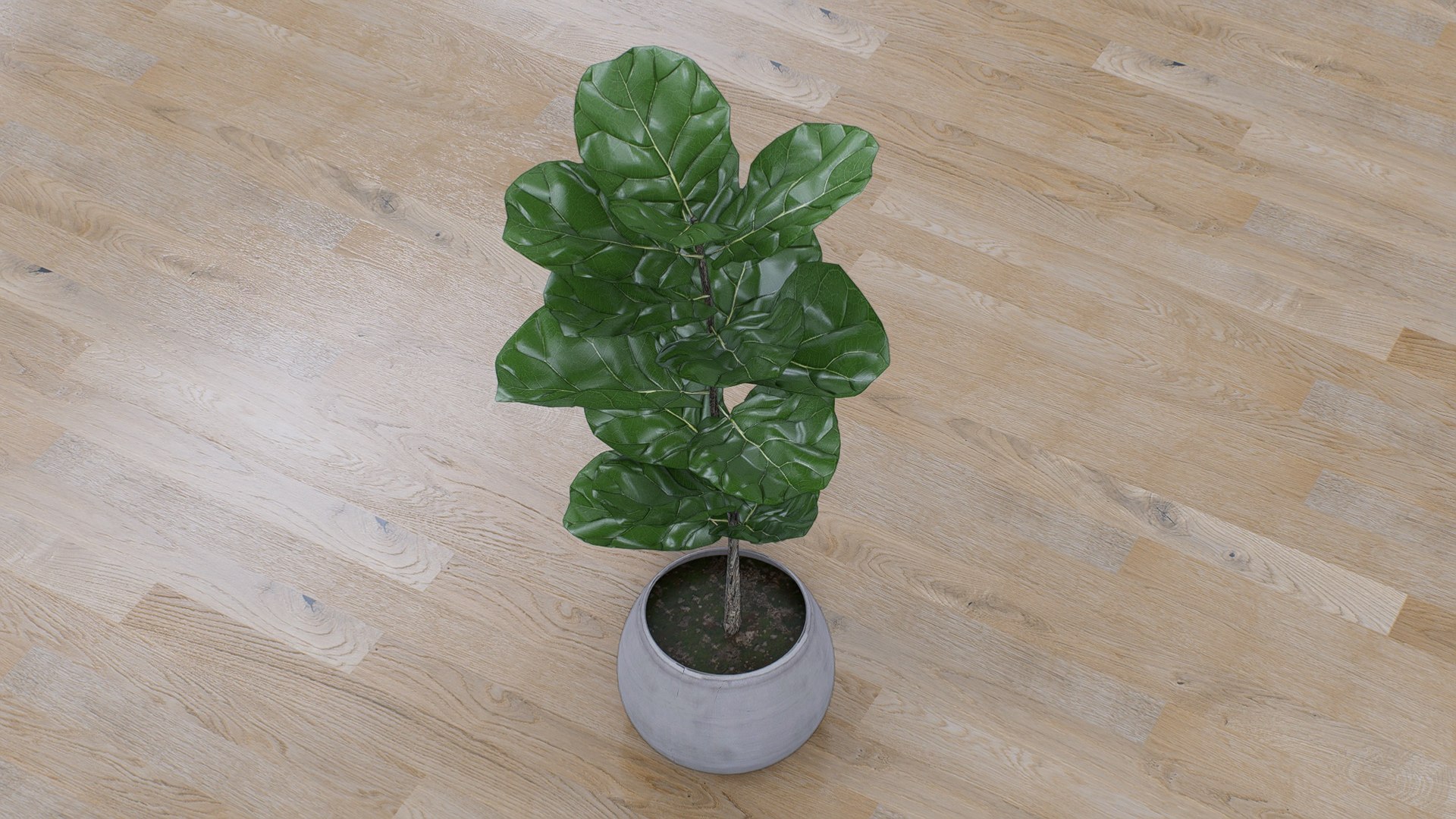 Fiddle Leaf Fig 3D https://p.turbosquid.com/ts-thumb/xH/LTNoAq/Dn/7/jpg/1765455163/1920x1080/fit_q87/24459b4a741cf72aa3e0b08034a5e0e1f1881964/7.jpg