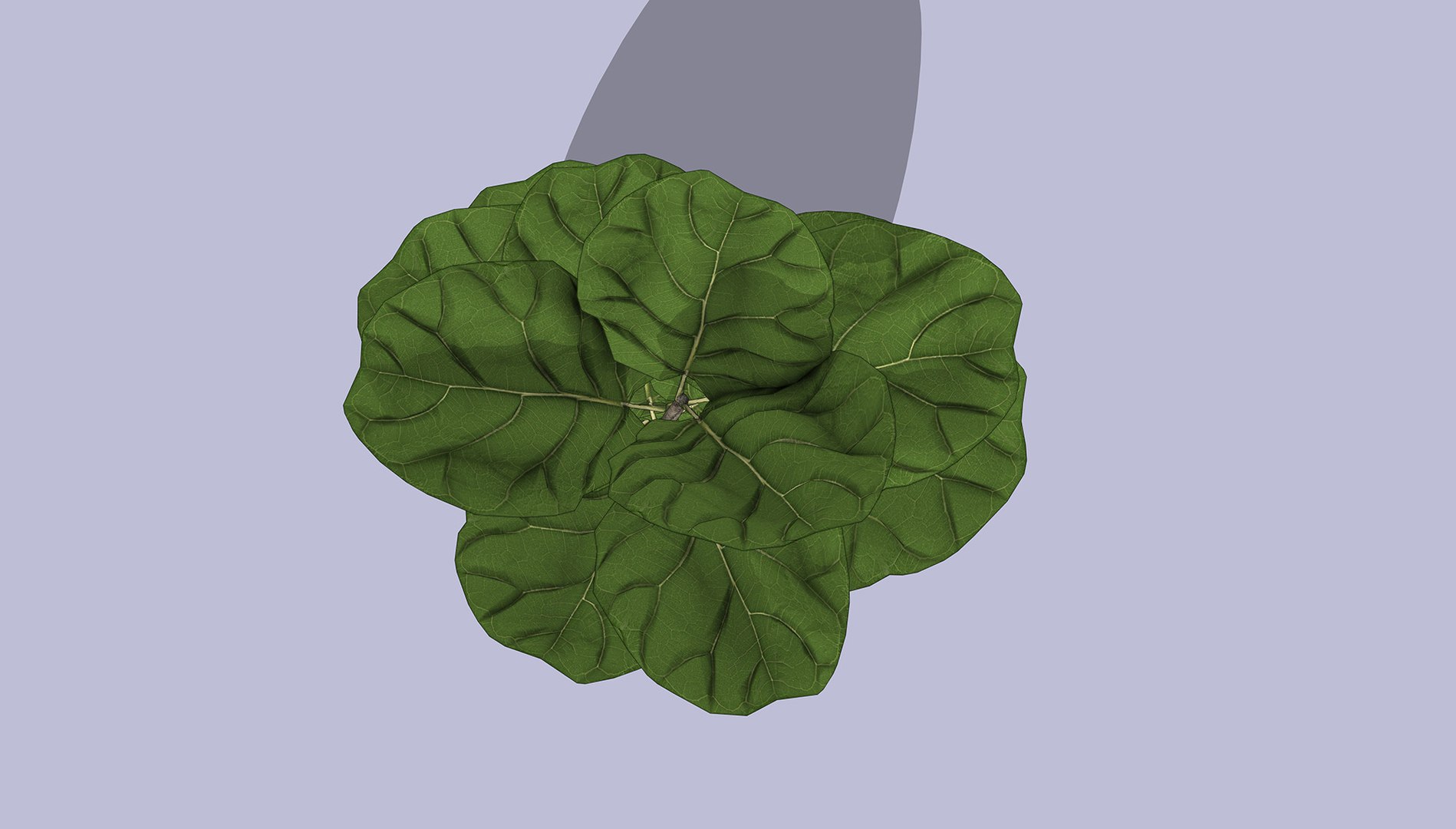 Fiddle Leaf Fig 3D https://p.turbosquid.com/ts-thumb/xH/LTNoAq/Mc/4/jpg/1765455163/1920x1080/fit_q87/eddf034444c83e2eb3932914f9f484f632afa5cd/4.jpg