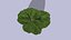 Higuera de hoja de violín