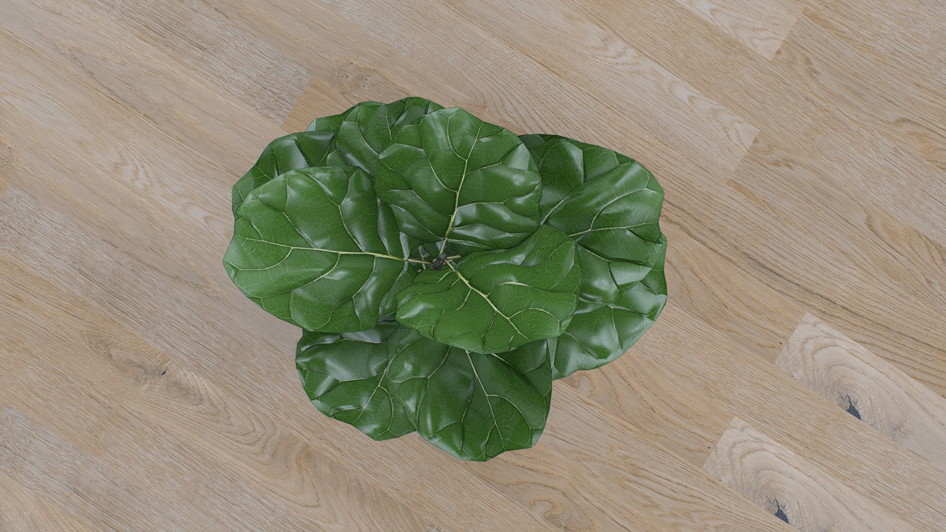 Fiddle Leaf Fig 3D https://p.turbosquid.com/ts-thumb/xH/LTNoAq/Si/8/jpg/1765455164/1920x1080/fit_q87/dfbf17826bb53f5f6cd63834a47c23023112540a/8.jpg
