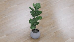 Fiddle Leaf Fig 3D