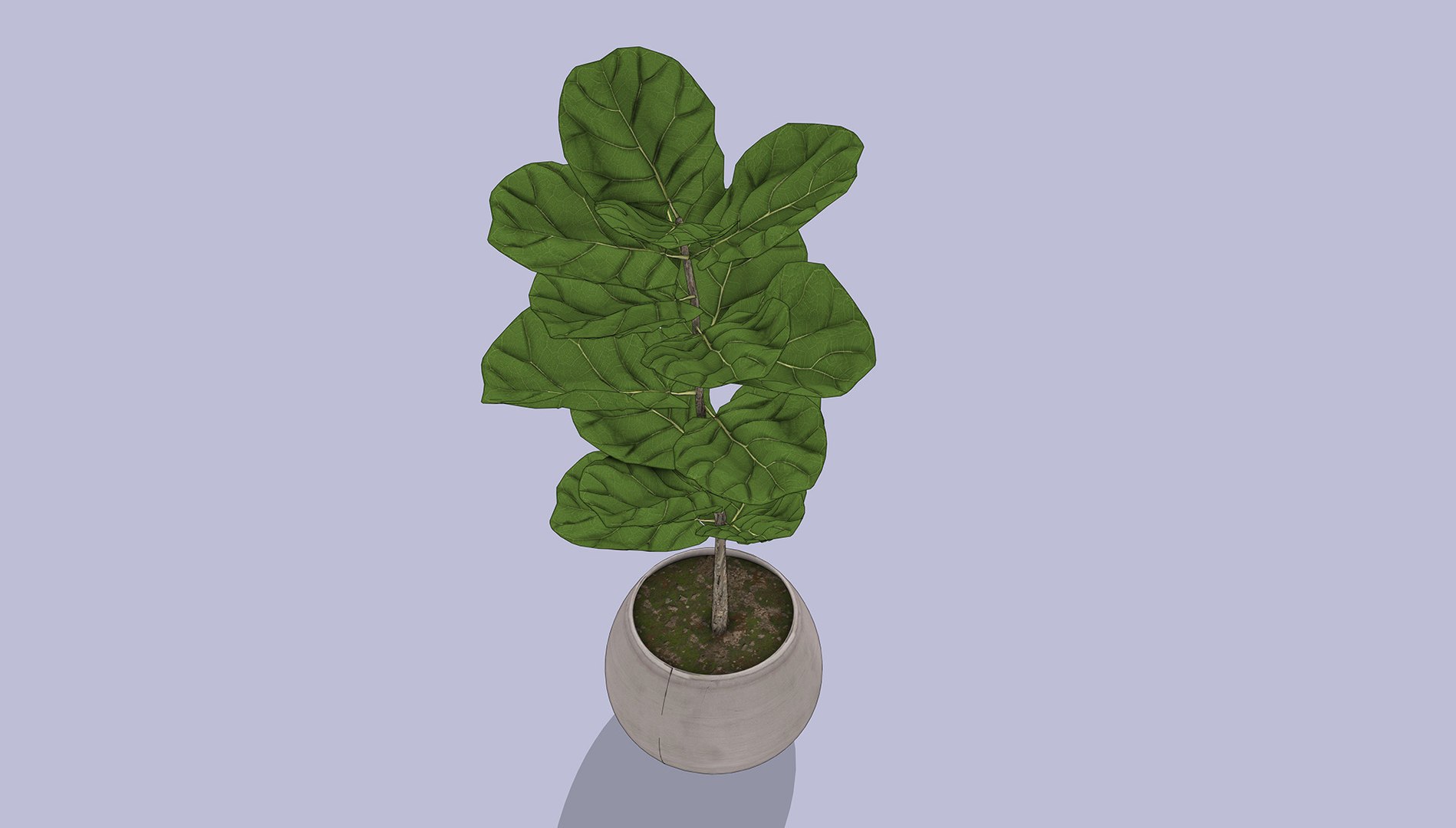 Fiddle Leaf Fig 3D https://p.turbosquid.com/ts-thumb/xH/LTNoAq/fH/3/jpg/1765455154/1920x1080/fit_q87/6bc91dad3574d6ef008195df6eb1bc402be2bb18/3.jpg