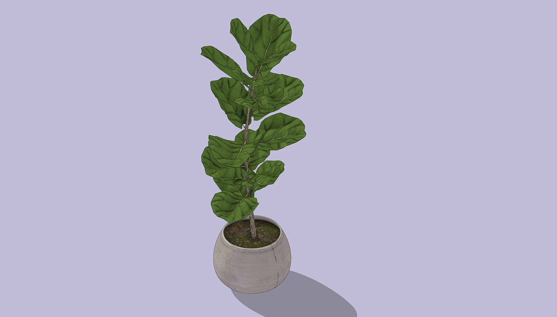 Fiddle Leaf Fig 3D https://p.turbosquid.com/ts-thumb/xH/LTNoAq/gB/2/jpg/1765455153/1920x1080/fit_q87/9c880fcaec50865b09e550cd95c28800a59f261d/2.jpg