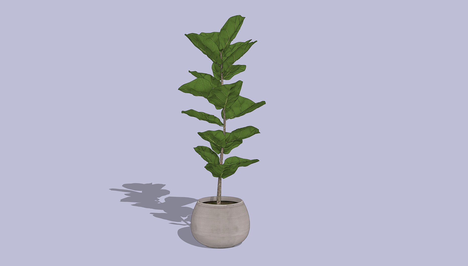 Fiddle Leaf Fig 3D https://p.turbosquid.com/ts-thumb/xH/LTNoAq/xR/1/jpg/1765455151/1920x1080/fit_q87/df8092f1ec22aec2598f171654049cc4c11d12cb/1.jpg