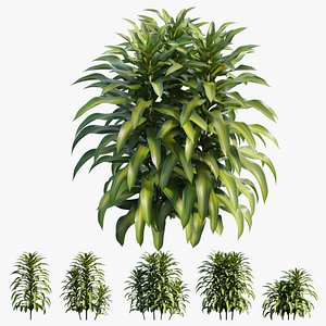 Dracaena Corn Plant set 03