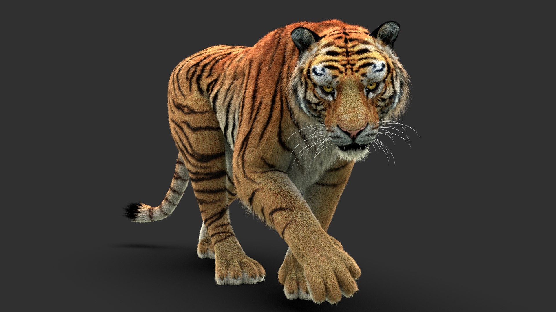 Tigers Fur Rigged Bundle Model - TurboSquid 2374370