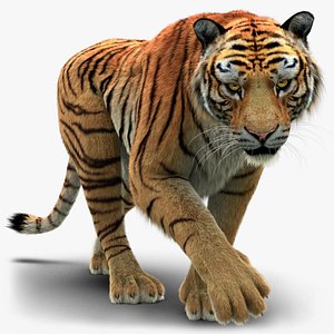 Filhote de tigre 3D model - Baixar Animais no