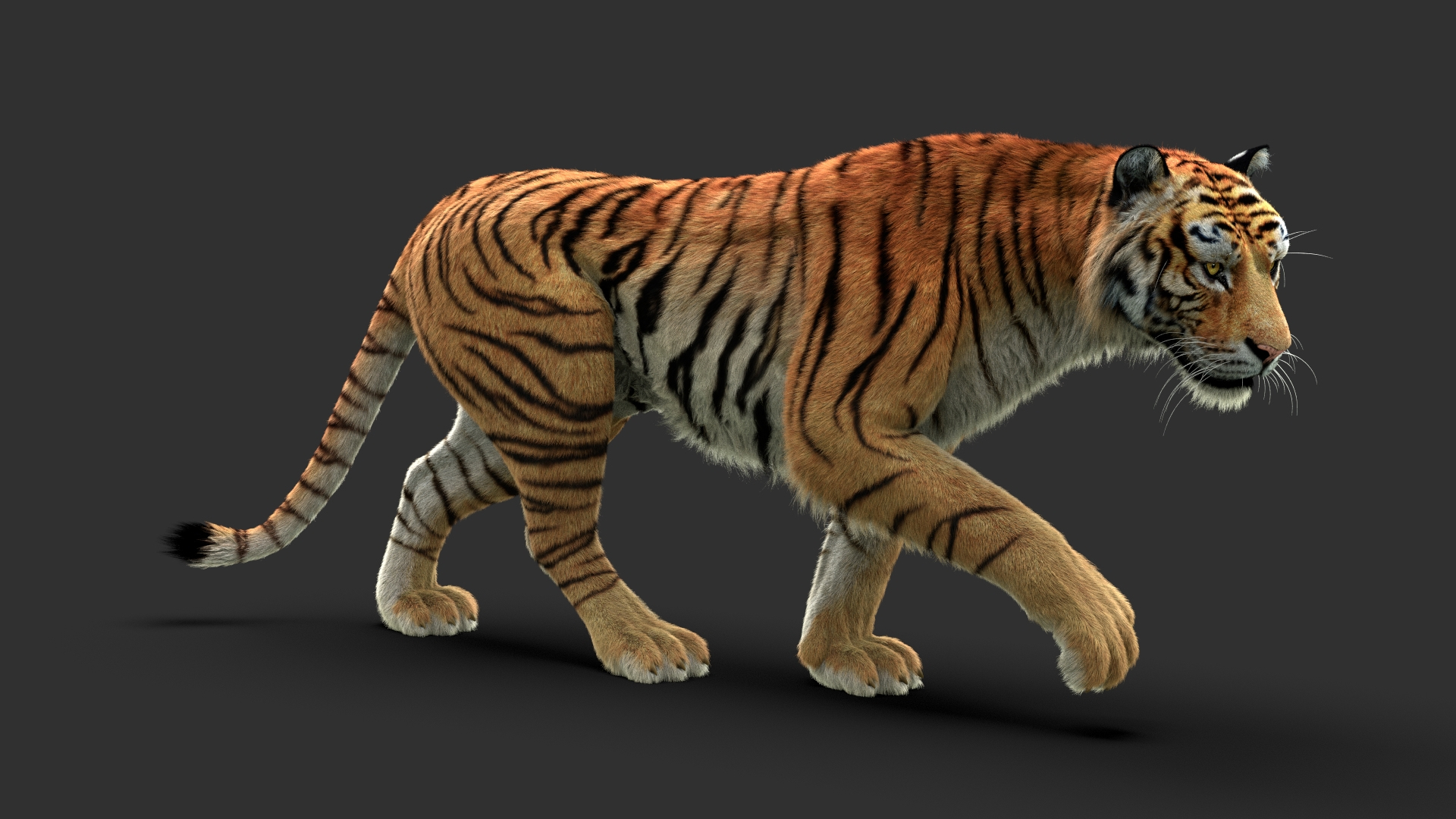 3D Tiger 3 FUR Rigged - TurboSquid 1784294