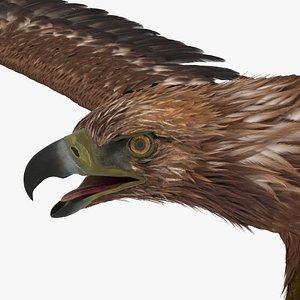 golden eagle 3D