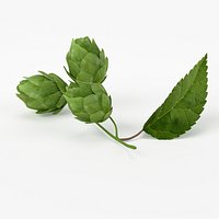Hops