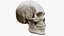 3D Human Skull Explode Anatomy Atlas model