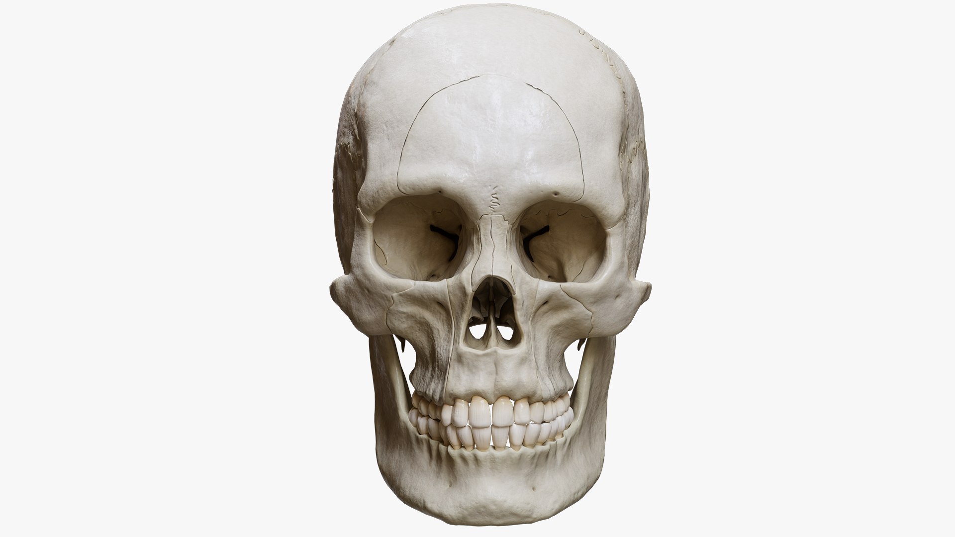 3D Human Skull Explode Anatomy Atlas model https://p.turbosquid.com/ts-thumb/xH/Z2Ur9j/I8/1/png/1659011956/1920x1080/fit_q87/b205182e346d9785367fa7e1676e65190f816feb/1.jpg
