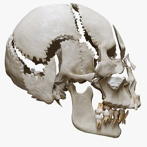3D Human Skull Explode Anatomy Atlas model