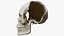 3D Human Skull Explode Anatomy Atlas model