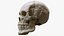 3D Human Skull Explode Anatomy Atlas model