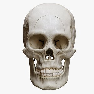 3D Human Skull Explode Anatomy Atlas model