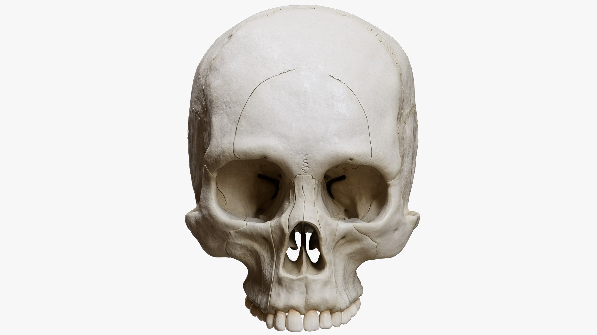 3D Human Skull Explode Anatomy Atlas Model - TurboSquid 1808725