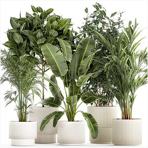 3D model Set of plants in white pots palm ficus Strelitzia 1401