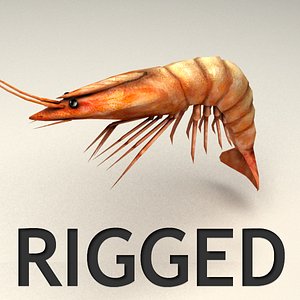 Shrimp Rigged