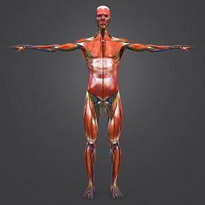 3D body natural muscles lymph