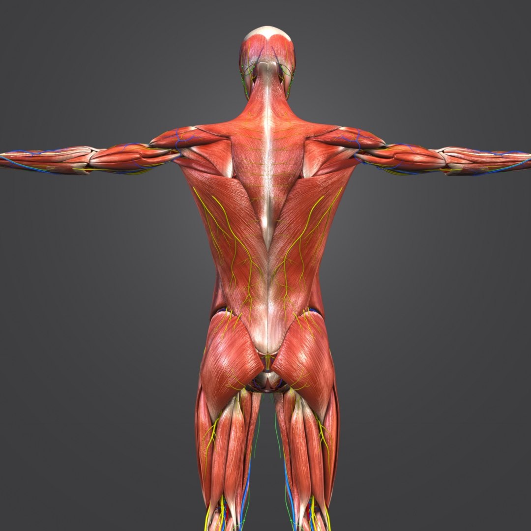 3D body natural muscles lymph - TurboSquid 1319736