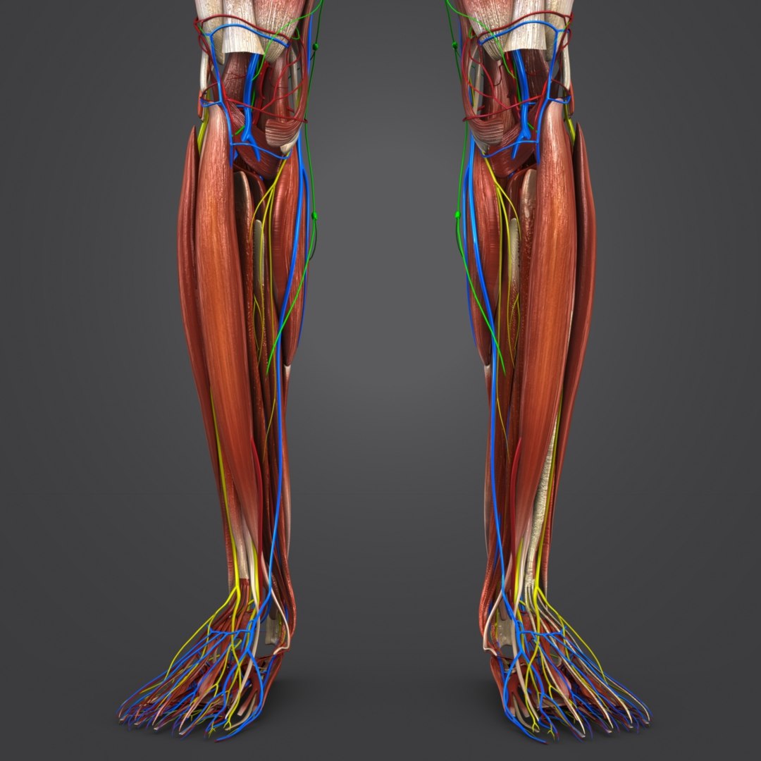 3D body natural muscles lymph - TurboSquid 1319736