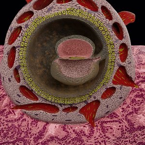Human embryo 15-28 days 3-4 weeks gastrulation