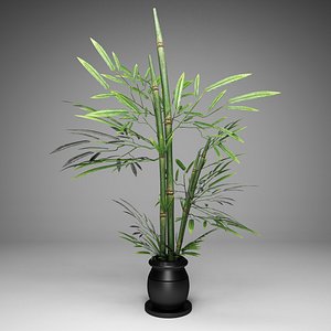 plant bamboo tree 3D model