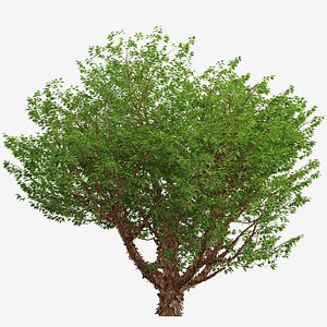 Set of Paperbark Maple or Acer Griseum Tree -2 Trees 3D model