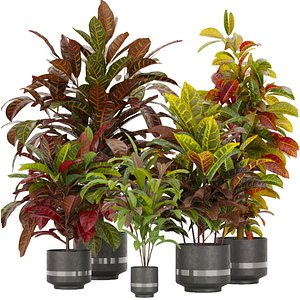 Collection plant vol 271 - indoor - Croton - leaf 3D model