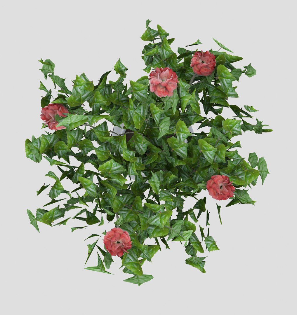 3D hibiscus medium tree model https://p.turbosquid.com/ts-thumb/xI/Krrldr/8CbNnbvd/13/jpg/1504107983/1920x1080/fit_q87/8a8a36ddd15e5918d7f47d8212f8084c91856d0b/13.jpg