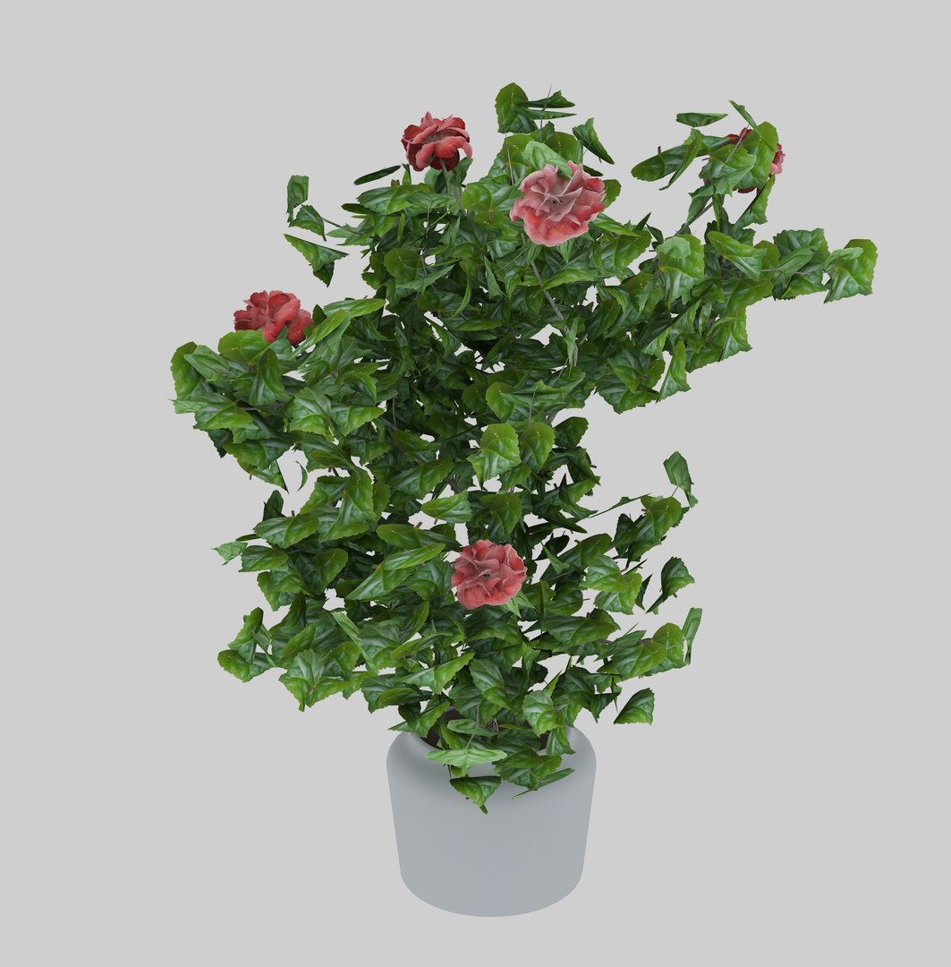 3D hibiscus medium tree model https://p.turbosquid.com/ts-thumb/xI/Krrldr/BrzFBXGw/11/jpg/1504107983/1920x1080/fit_q87/b9e0fb49c7c91d2319eb1ad23b2c0e3c2d840cb0/11.jpg