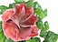 hibiscus medium