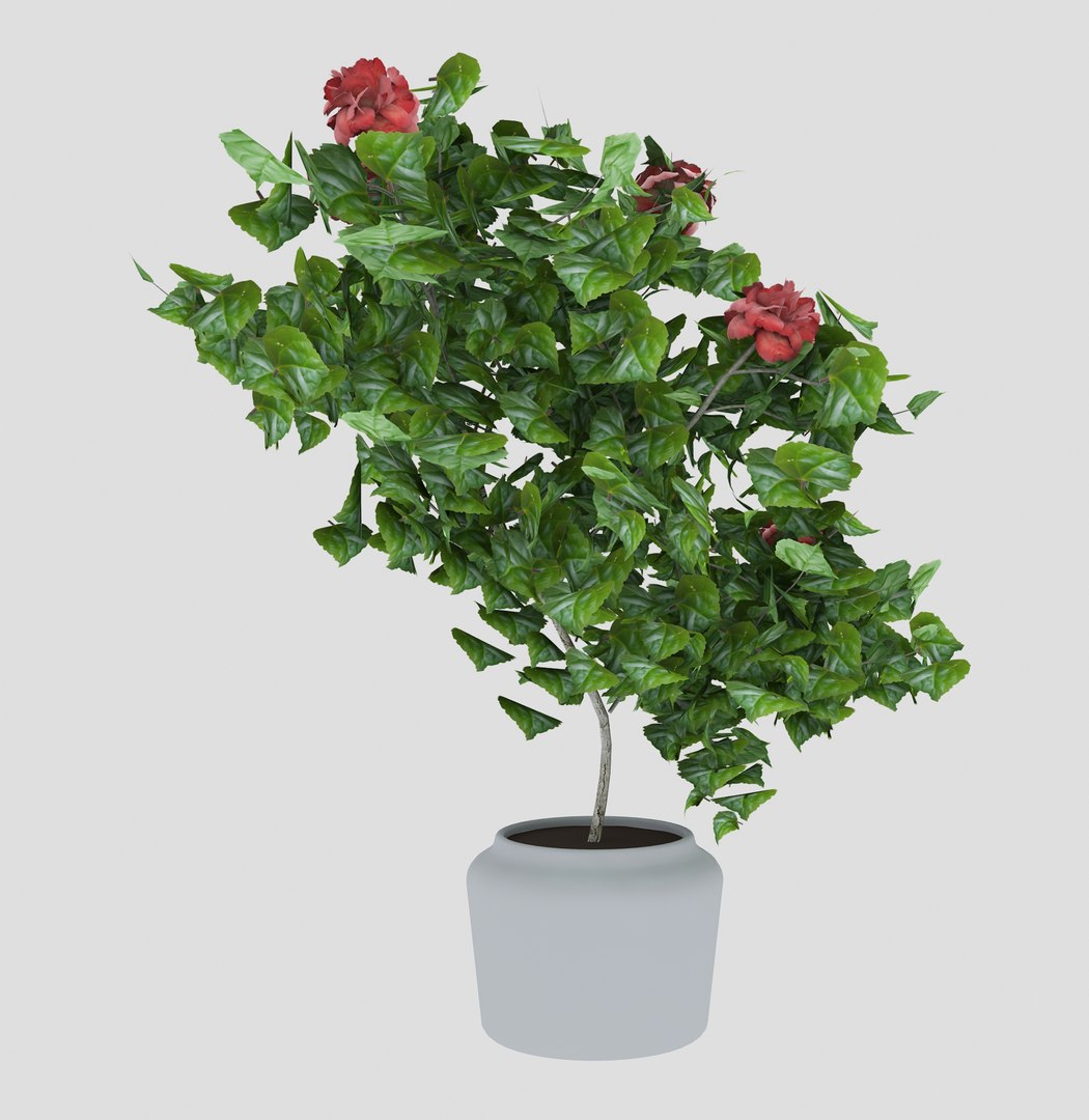 3D hibiscus medium tree model https://p.turbosquid.com/ts-thumb/xI/Krrldr/IVDXOZio/10/jpg/1504107983/1920x1080/fit_q87/fd392847be3b37f9499170aaa1e00d7e4763c9a7/10.jpg