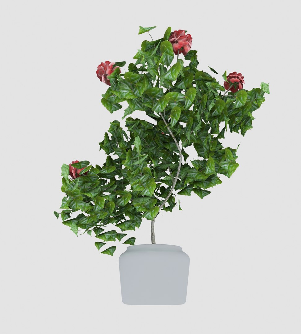 3D hibiscus medium tree model https://p.turbosquid.com/ts-thumb/xI/Krrldr/iG7ZlaKn/12/jpg/1504108045/1920x1080/fit_q87/c250097e86411536edc721edc455ce4c8a6ca0f5/12.jpg