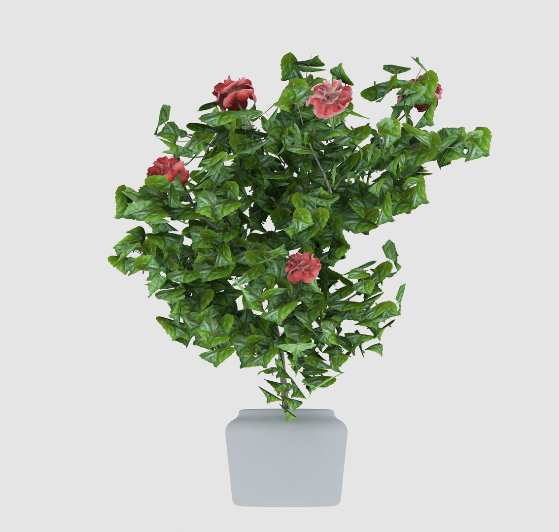3D hibiscus medium tree model https://p.turbosquid.com/ts-thumb/xI/Krrldr/nSD9Z3I9/14/jpg/1504107983/1920x1080/fit_q87/dc20cb242caed09957f90eaed047abecf75a5395/14.jpg