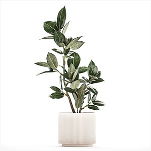 3D Beautiful Ficus Elastica Tree In A Flower Pot 1235