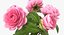 Flowers in Vases Collection 2