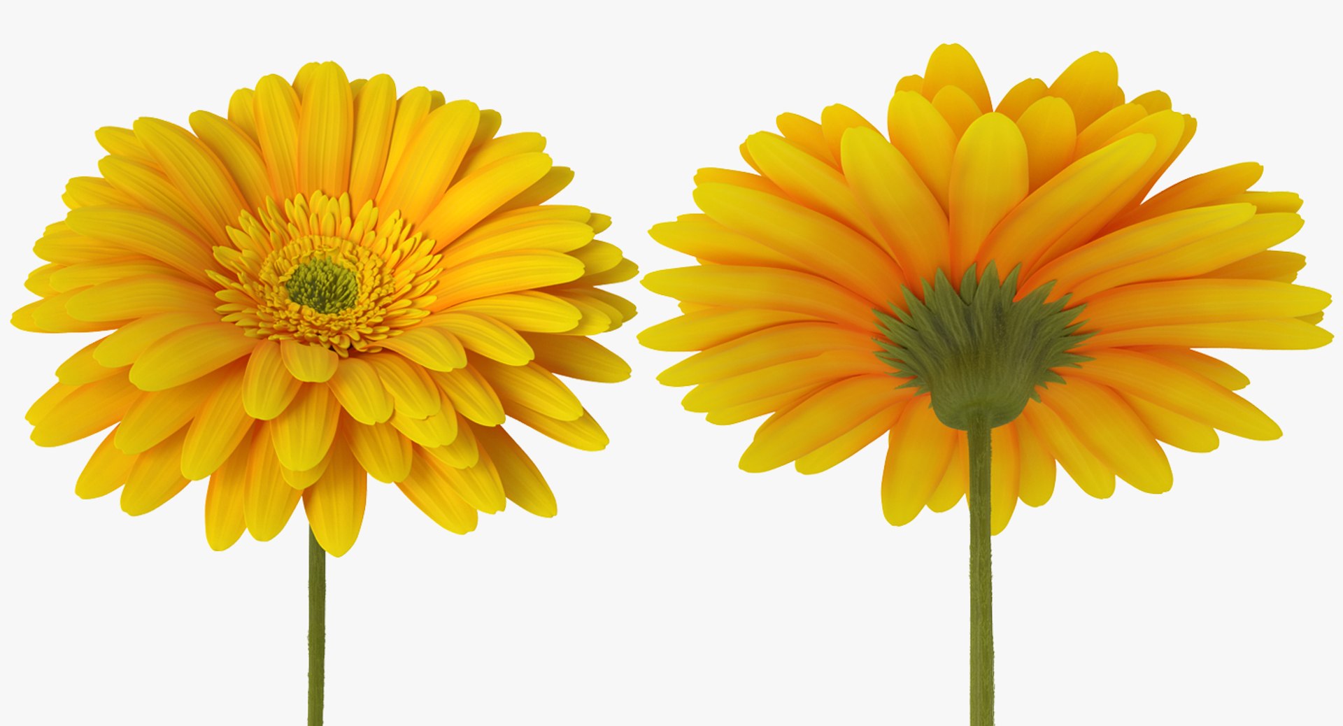 flowers vases 2 model https://p.turbosquid.com/ts-thumb/xI/Ot1QbO/cI3LZOTx/flowersinvasescollection23dsmodel052/jpg/1589469482/1920x1080/fit_q87/4016e8fd8437adbad06d79181f1fe20c1ce1312e/flowersinvasescollection23dsmodel052.jpg