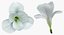 Flowers in Vases Collection 2