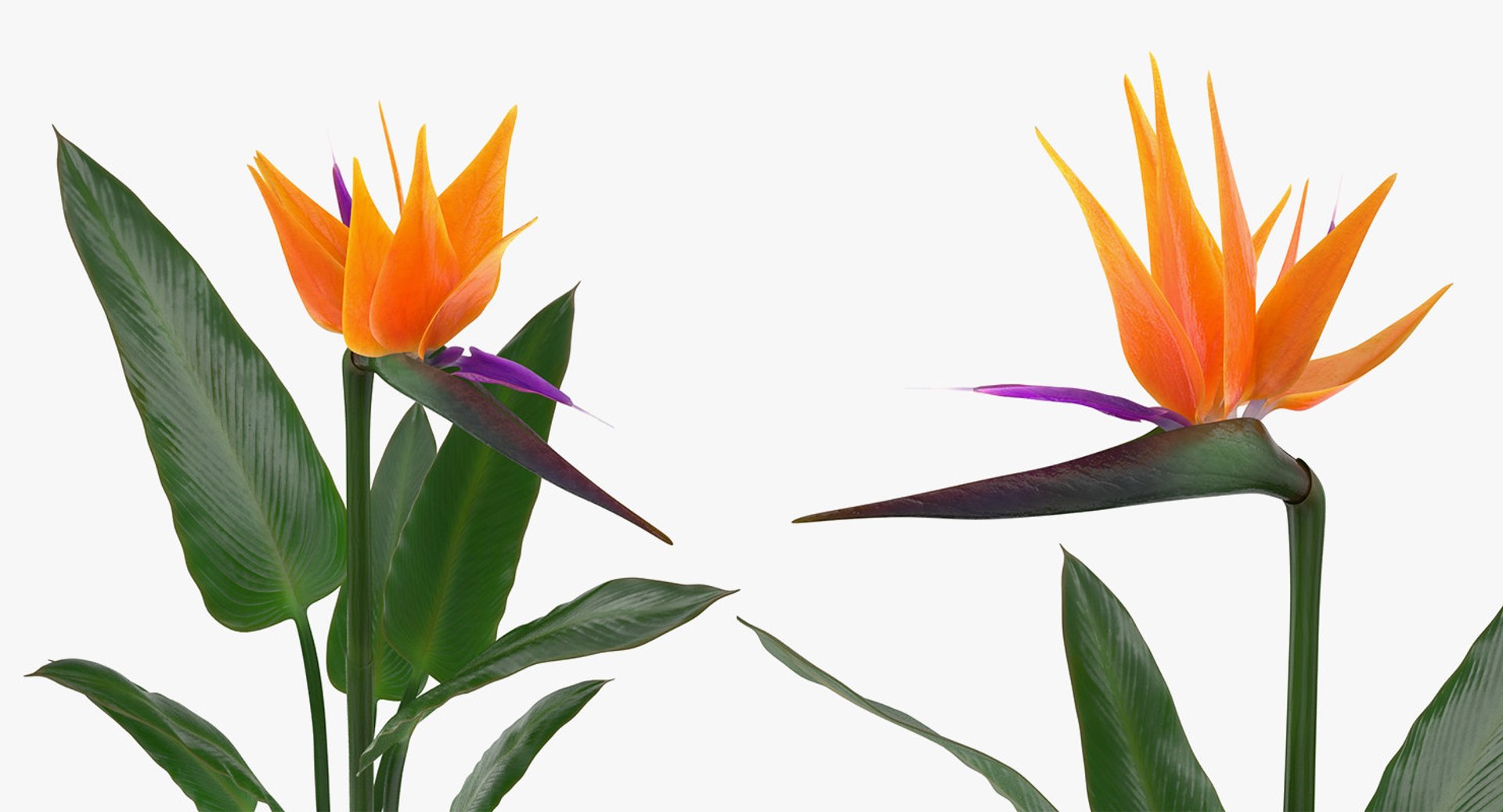 flowers vases 2 model https://p.turbosquid.com/ts-thumb/xI/Ot1QbO/hXRI9Knd/flowersinvasescollection23dsmodel060/jpg/1589469497/1920x1080/fit_q87/98b87cfd4ab0b2c6e952f768f9b1a25a45dac655/flowersinvasescollection23dsmodel060.jpg