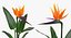 Flowers in Vases Collection 2