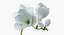 Flowers in Vases Collection 2