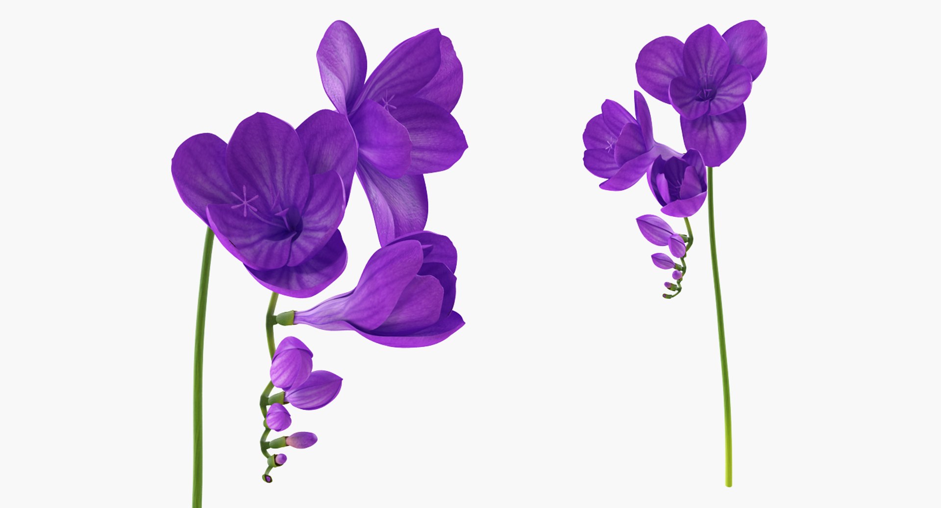 flowers vases 2 model https://p.turbosquid.com/ts-thumb/xI/Ot1QbO/iAYBTNya/flowersinvasescollection23dsmodel033/jpg/1589469447/1920x1080/fit_q87/b0ac8e217432c187010b4d46f5e608a48998b3c5/flowersinvasescollection23dsmodel033.jpg