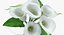 Flowers in Vases Collection 2