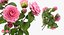 Flowers in Vases Collection 2