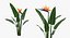 Flowers in Vases Collection 2