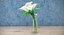 Flowers in Vases Collection 2